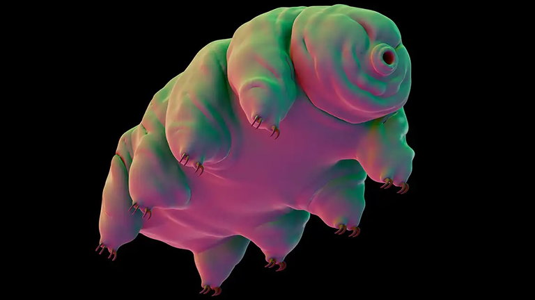 El animal más longevo del mundo esconde un secreto extra: puede convertirse en un osito de gominola