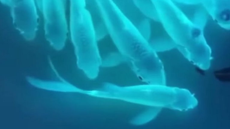 Estos peces fluorescentes son el resultado de la modificación genética con ADN de medusa, y son espectaculares
