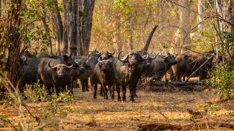 400 elefantes, 70 jirafas, 50 búfalos y más: el "Arca de Noé" con la que Zimbabue va a salvar a 2.500 animales