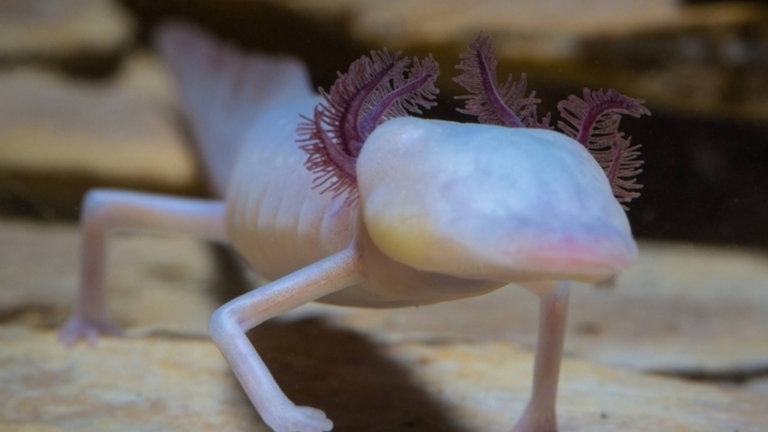 Hay más de 2.000 especies "perdidas" en el planeta: no están extintas, pero somos incapaces de encontrarlas