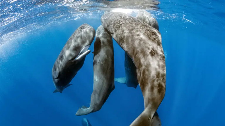 Traduciendo a ratas, murciélagos y ballenas: la tecnología está cada vez más cerca de entender a los animales