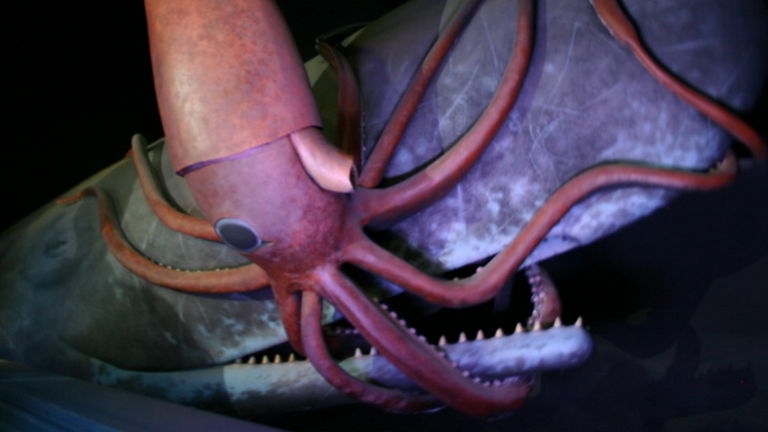 Calamar gigante vs ballena: las batallas colosales que nunca pudimos ver, pero tenemos pruebas de que existen