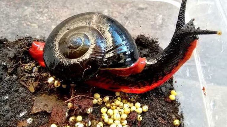 Así es el caracol volcánico, el único animal que puede vivir con temperaturas de 400 grados