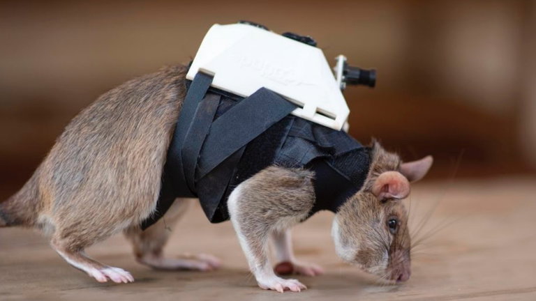 Deberías tomarte en serio estas adorables ratas con mochilita: vendrán a salvarte la vida