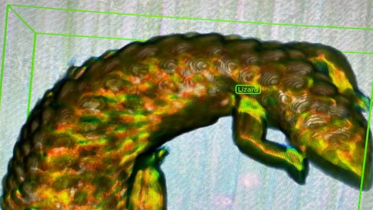 Así es cómo la inteligencia artificial lucha para erradicar el tráfico de animales