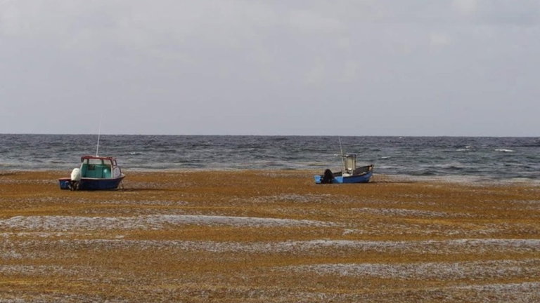 Este mar está en el medio del océano Atlántico, y es uno de los lugares más extraños de la Tierra