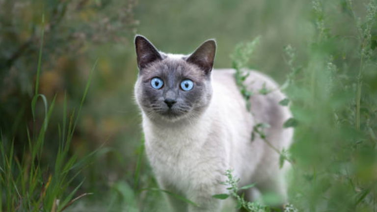 Operación Gatito: la despiadada técnica secreta de la CIA que usaba gatos para espiar a los rusos