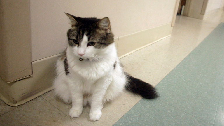 La historia de Oscar, el gato que alcanzó fama mundial por su capacidad para "oler" la muerte