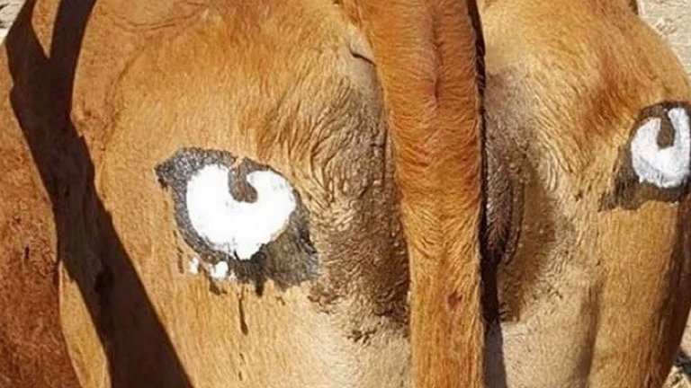 Estos ganaderos pintaron ojos en el culo de sus vacas para ahuyentar depredadores, y funcionó