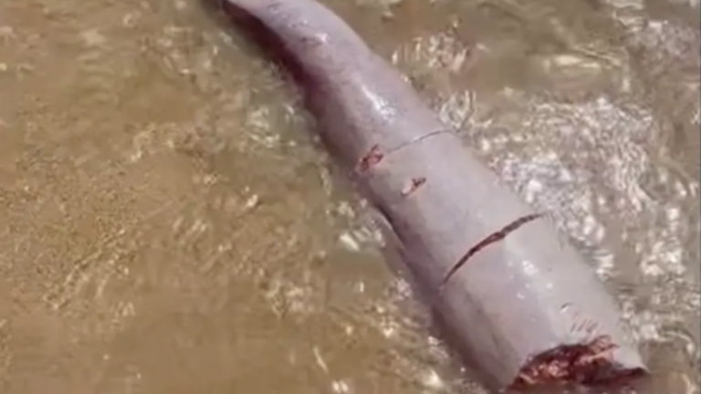 Alguien creyó haber encontrado un tentáculo del Kraken, pero lo más probable es que sea un pene de ballena