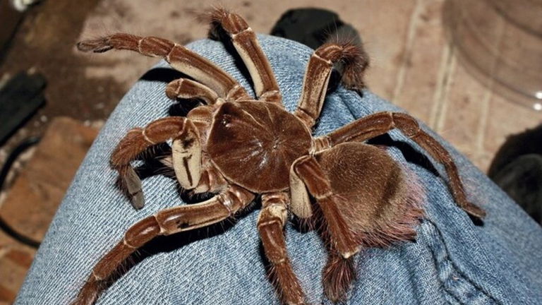 La araña más grande del mundo tiene un arma secreta: dispara pelos a toda velocidad