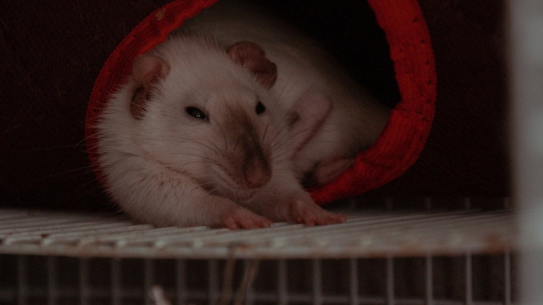 Ratas con cerebros humanos: así es el revolucionario experimento para ahondar en la neuropsiquiatría