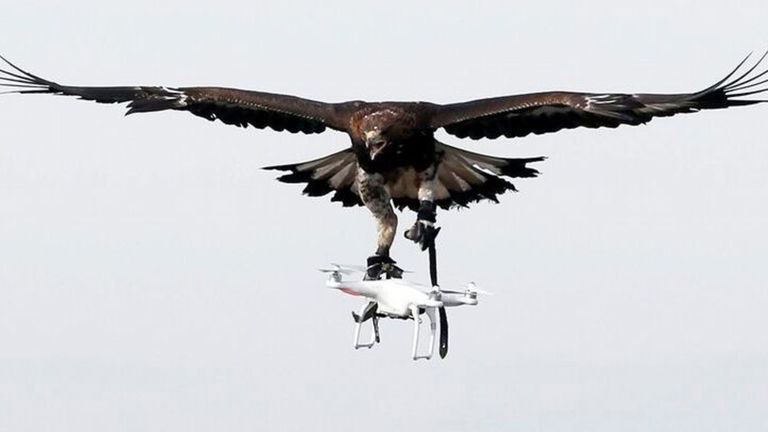 Adiós a la "brigada de águilas": así operaba el cuerpo especial de aves rapaces policía que cazaba drones