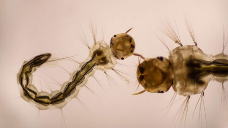 Así es el terrorífico ataque de las larvas caníbales de mosquito, capaces de extender el cuello como un arpón