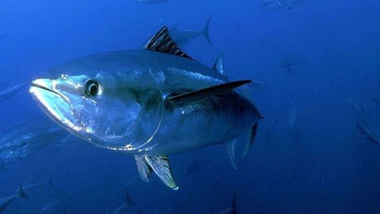 Los atunes han descubierto el mejor lugar para rascarse, pero hay un problema: es la piel de los tiburones