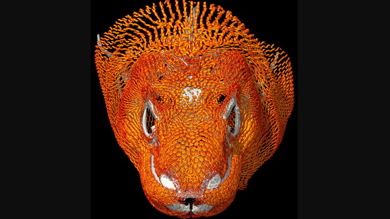 El animal con armadura bajo la piel: así es la increíble coraza ósea de los dragones de Komodo