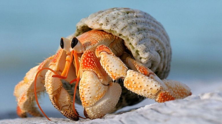 Por qué el futuro de las baterías eléctricas puede depender del caparazón de los crustáceos