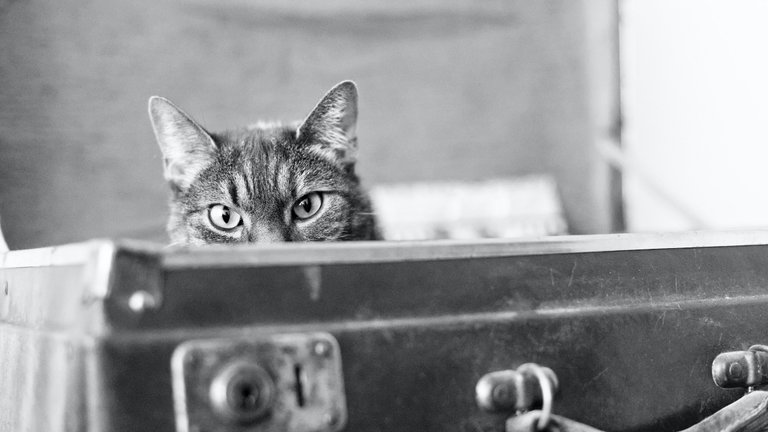 No te creerás el extraño lugar donde han descubierto a un gato escondido y ha sido gracias a rayos X