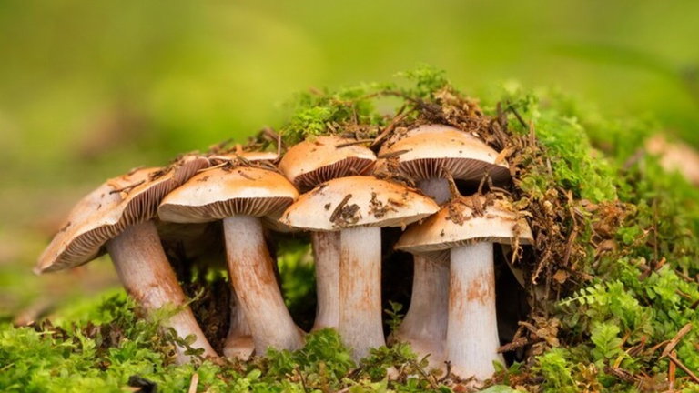 Un champiñón tiene más cosas en común contigo que con una planta: la extraña conexión entre hongos y humanos