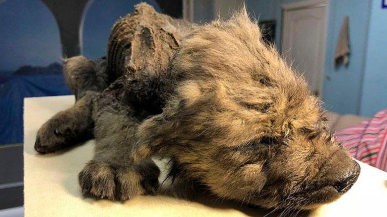 Han encontrado un cachorrito congelado de hace 18.000 años en Siberia, pero nadie sabe qué animal es