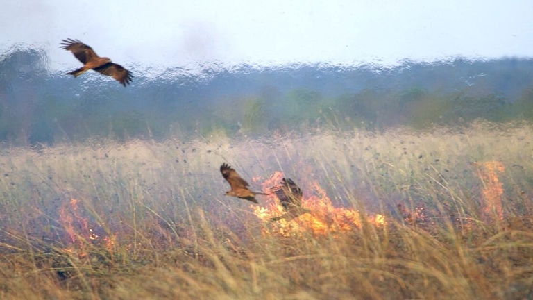 Así cazan los halcones de fuego, una especie pirómana que quema arbustos para asustar y atrapar a sus presas
