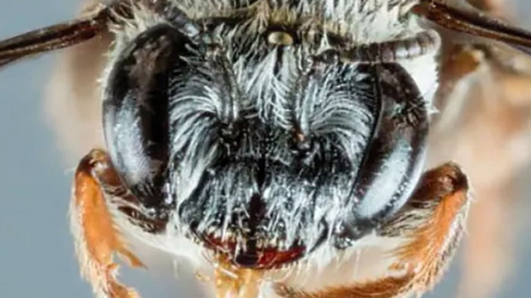Han descubierto una nueva especie de abeja que tiene un simpático "hocico de perro"