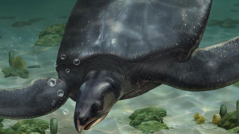 Una tortuga del tamaño de un hipopótamo: un equipo español descubre el fósil de este titán del Cretácico