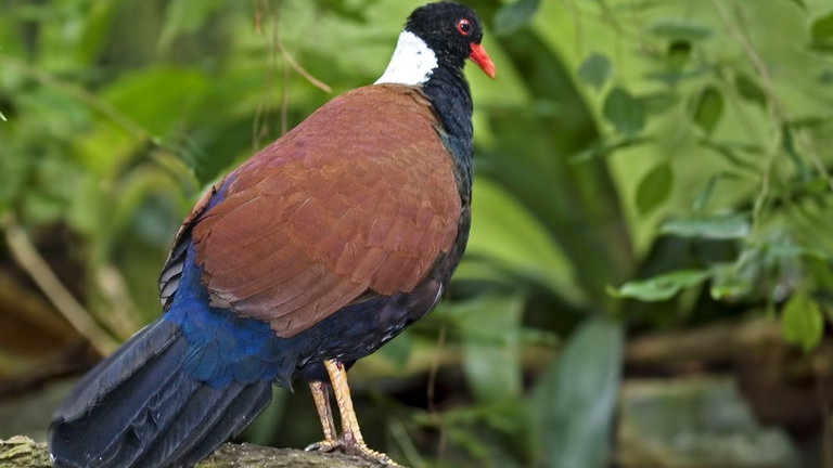 La entrañable reacción de dos científicos al redescrubir una especie que se creía extinta desde hace 140 años