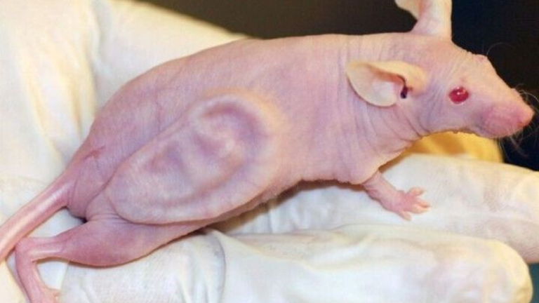 Este ratón tiene una oreja humana en la espalda, y su historia marcó un antes y un después en la ciencia