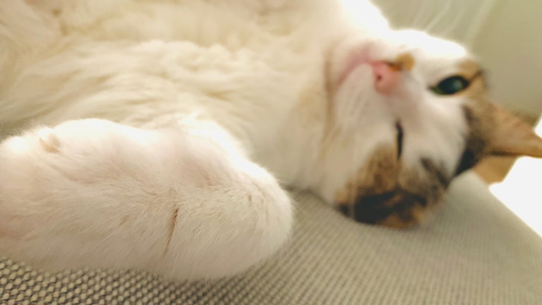 ¿Por qué amasan los gatos? La ciencia detrás de este curioso comportamiento