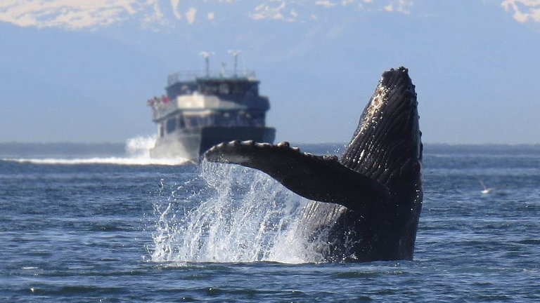 Salvar a las ballenas de los atropellos mortales de los barcos ya es posible gracias a esta curiosa plataforma
