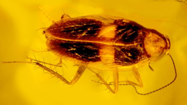 Esta cucaracha ha sido encontrada fosilizada en ámbar y guardaba una curiosa sorpresa