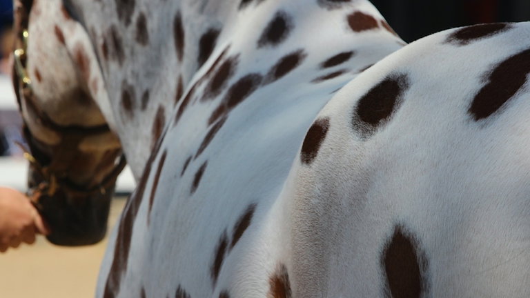 Este caballo en peligro de extinción tiene una curiosa mutación: su piel es como la de un leopardo