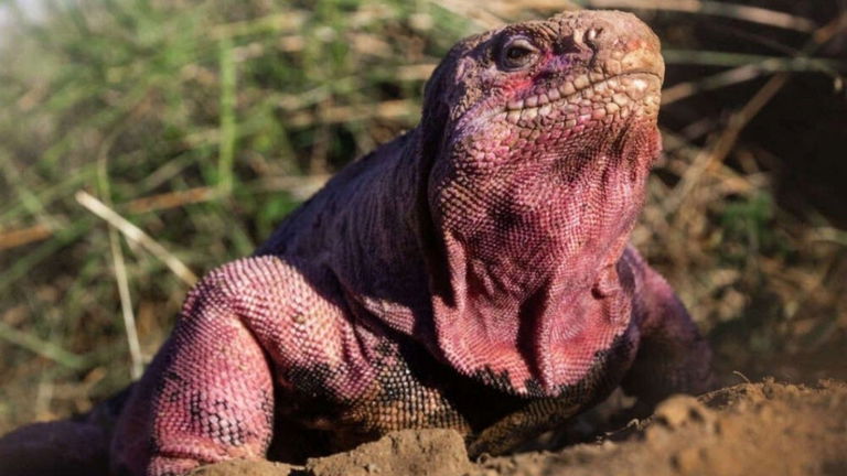 Primer avistamiento en la naturaleza de las crías de este bellísimo animal en peligro crítico de extinción
