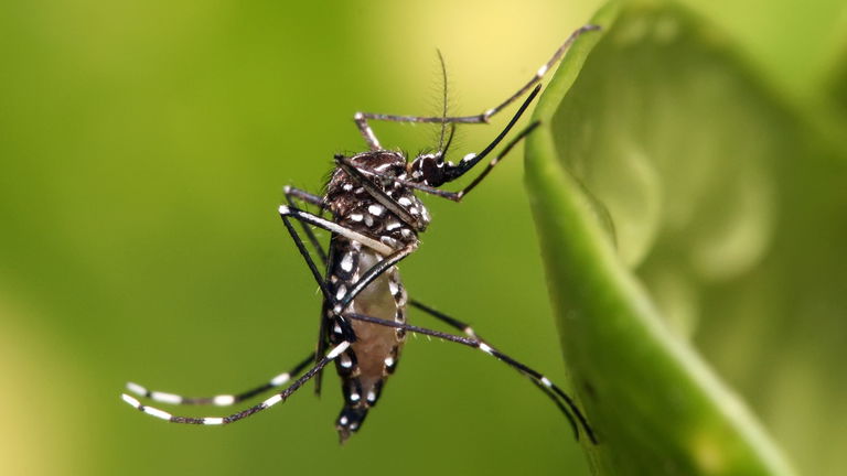 Lo que nos faltaba: ha aparecido una nueva raza de super mosquito resistente a la mayoría de insecticidas