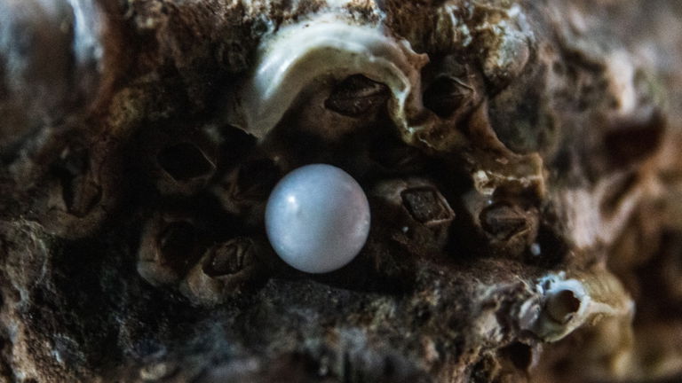 Muchos creen que las perlas de las ostras surgen de un grano de arena: la realidad es mucho más asquerosa