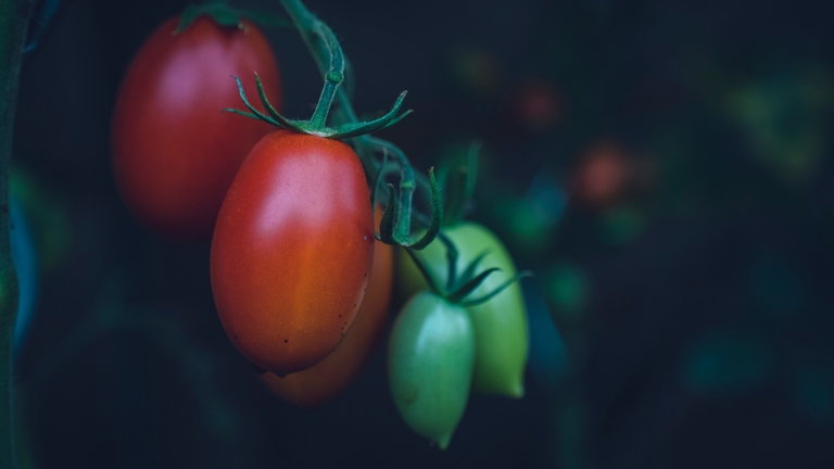 La NASA tiene un huerto en la ISS, y su nueva plantación de tomates cósmicos tiene muy buena pinta