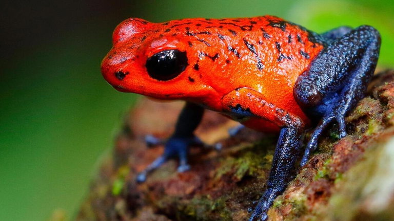 Estas diminutas ranas tienen un método asqueroso (pero brillante) para que sus crías nazcan sanas