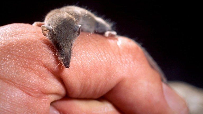 El fenómeno Dehnel: un extraño superpoder gracias al cual algunos animales pueden encoger su propio cerebro