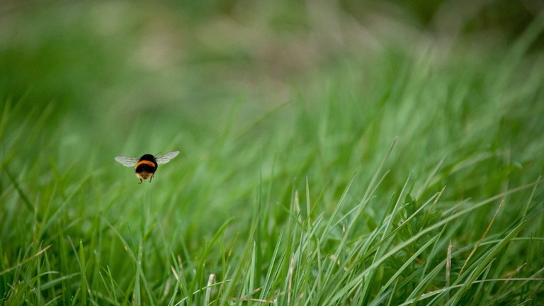 Así es como juegan las abejas: un estudio demuestra que sus mentes son mucho más complejas de lo que creíamos