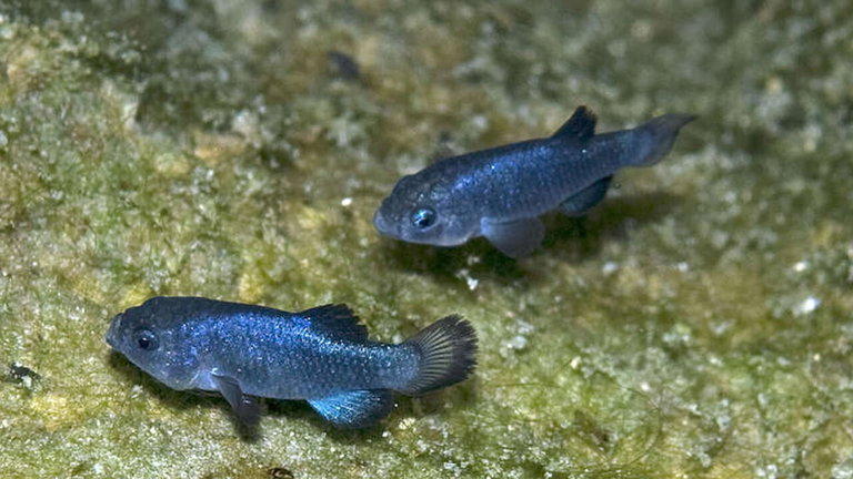 En las profundidades del Valle de la Muerte en EEUU viven los peces más solitarios del mundo