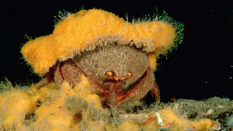 Este cangrejo viste mejor que tú: utiliza corales y conchas para "disfrazarse" y confundir a sus depredadores