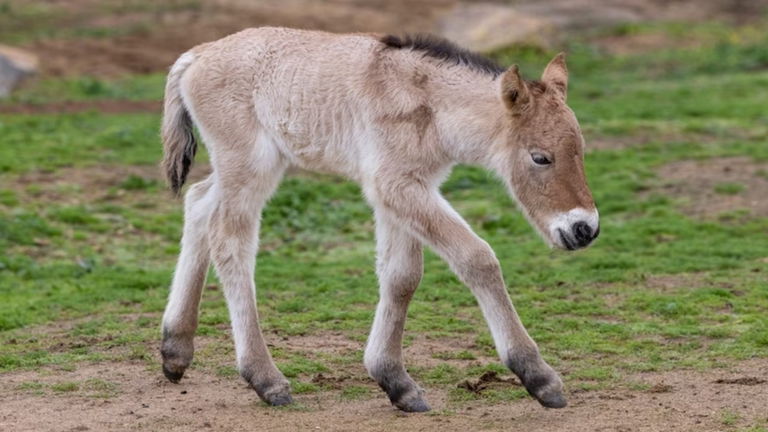 Hemos logrado clonar esta especie de caballo en peligro de extinción con ADN de hace más de 40 años