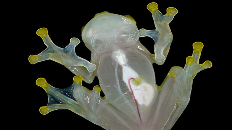 Este es el único animal capaz de hacerse invisible, y acabamos de descubrir su secreto