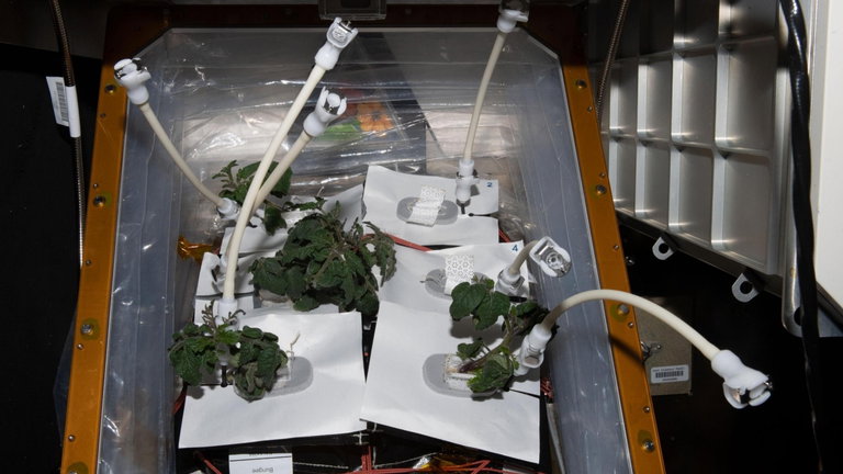 Las ensaladas espaciales forman parte de las investigaciones en curso a bordo de la EEI