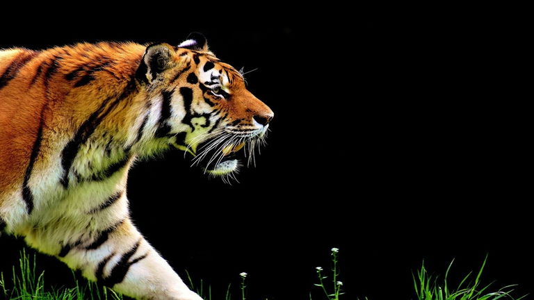 Felinos en peligro de extinción