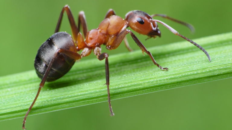 Un estudio responde a una de las grandes preguntas de la humanidad: ¿cuántas hormigas hay en la Tierra?