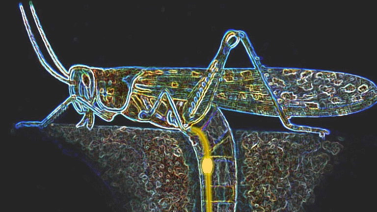 Cómo este insecto protege sus huevos es la prueba definitiva de que la realidad supera a la ficción