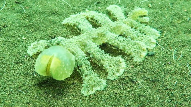 Esta curiosa babosa marina se comporta como un robot aspirador en el fondo del mar