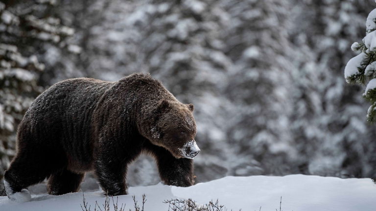 Él es "The Boss", un oso que ha matado a toda su competencia y sobrevivió tras ser atropellado por un tren